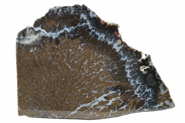 Polished Canadian River Plume Agate - Texas #227653